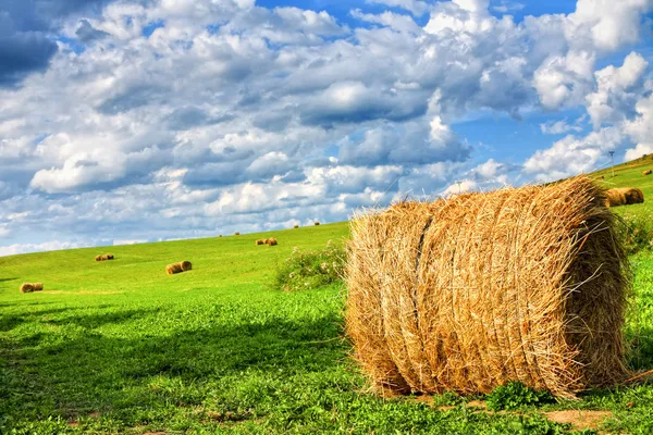 Шөп бағасы 70%-ға қымбаттады — Мәжіліс депутаттары тұрақтандыру қорын құруды талап етуде